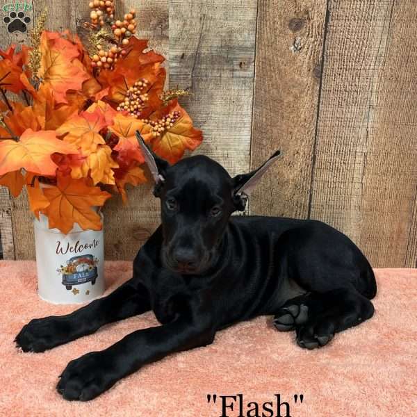 Flash, Doberman Pinscher Puppy